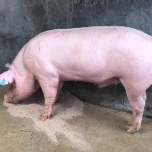 porc tns farm consulting