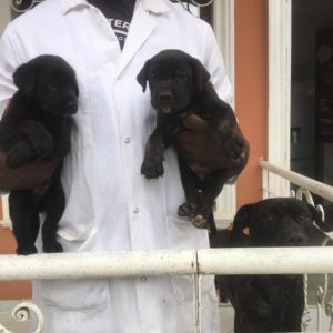 vente des chiots