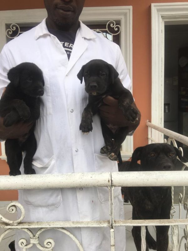 vente des chiots